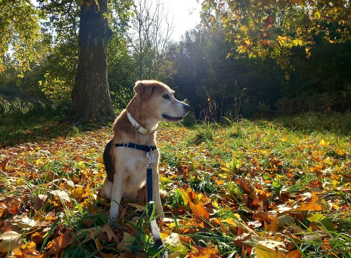 Éducation canine