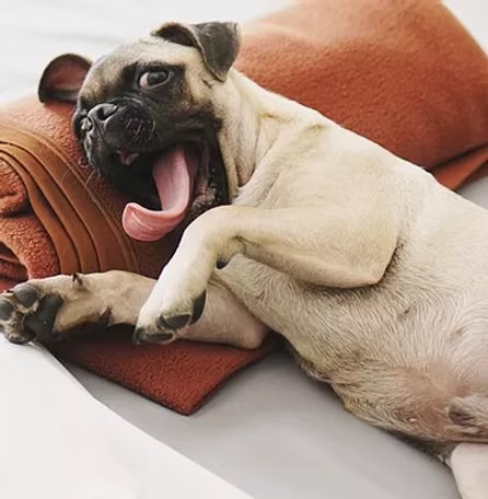Massages canins
